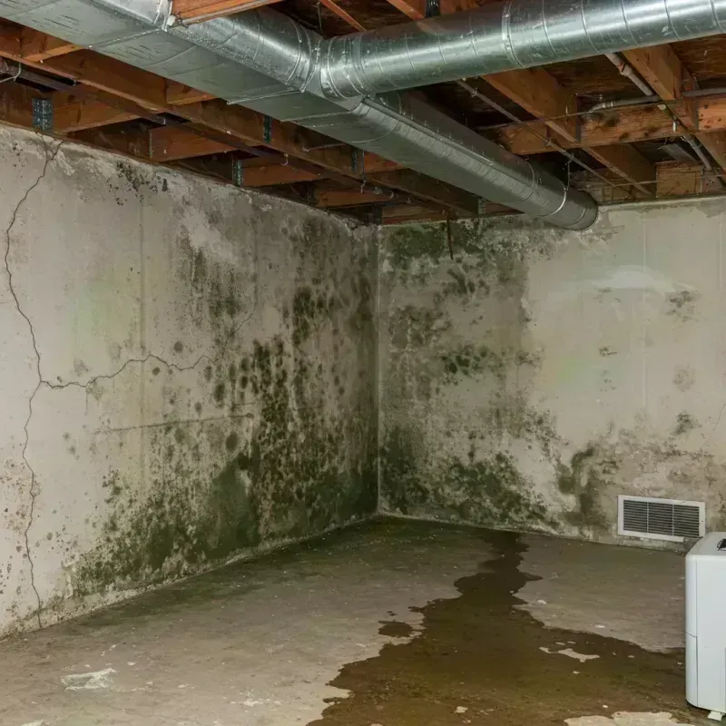 Professional Mold Removal in Berkley, CO